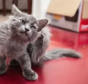 Alimentação balanceada e boa hidratação ajudam no tratamento da sarna em gatos