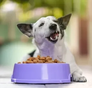 Entusiasmo ao comer a ração é um bom sinal de que seu cão gosta da comida