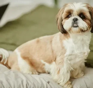 O cachorro Shih Tzu está entre as raças mais populares do Brasil