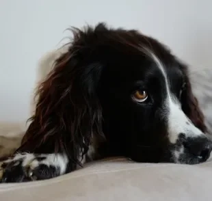 Saber como o seu cão normalmente se comporta ajuda a identificar possíveis problemas de saúde