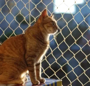 Existem diversos tipos de tela de proteção para gatos no mercado