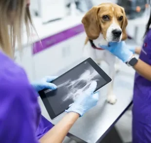 A tomografia em cachorro é ideal para investigar problemas de saúde com mais precisão