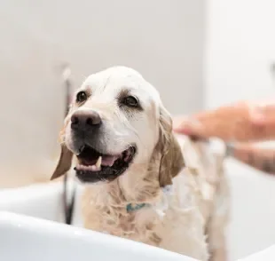 Escolher um shampoo para cachorro apropriado para as características do seu pet é essencial