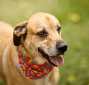 Comer muito rápido, excitação e mudanças de temperatura podem deixar o cachorro com soluço