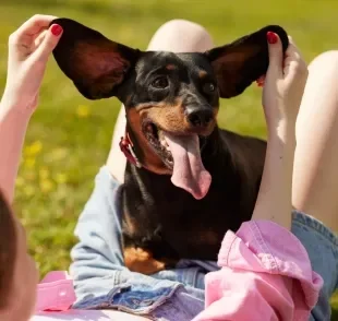 Cachorros da orelha grande: raças incluem cães de companhia populares e até caçadores clássicos