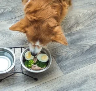 Cachorro pode comer ovo cozido? Descubra se o alimento está liberado e como oferecer