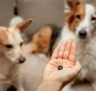 O carvão ativado para cachorro é indicado em situações de intoxicação ou envenenamento