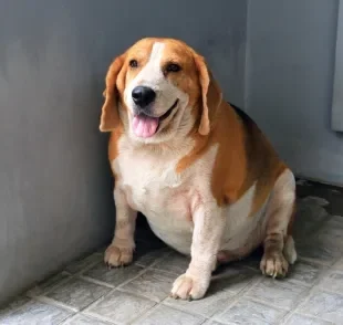 A obesidade canina pode causar ou agravar várias doenças, reduzindo expectativa de vida dos pets