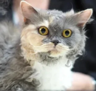 O Selkirk Rex é um gato de pelagem naturalmente cacheada, com personalidade tranquila e carinhosa