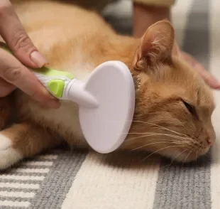 Hábito de escovar o pelo de gato ajuda a prevenir nós e bolas de pelos no estômago