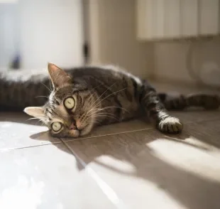 Gata no cio tem comportamentos bem característicos, como miados altos e frequentes