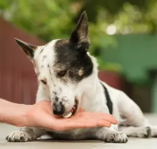 Usar qualquer vermífugo para cachorro sem orientação veterinária é um erro comum entre tutores