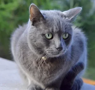 A esporotricose em gatos pode afetar outros animais e é contagiosa para humanos