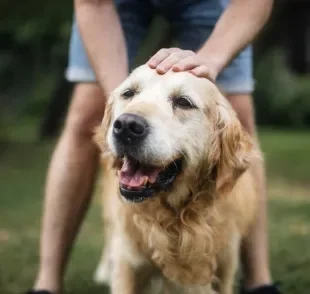 Não incentivar uma rotina ativa e não cuidar da alimentação pode reduzir a expectativa de vida do cachorro
