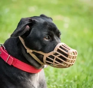Como usar a focinheira para cão sem traumas? Essas são as dicas de especialistas em adestramento