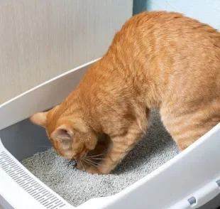 Mudar a ração de uma hora para outra ou exagerar nos petiscos pode provocar diarreia em gatos