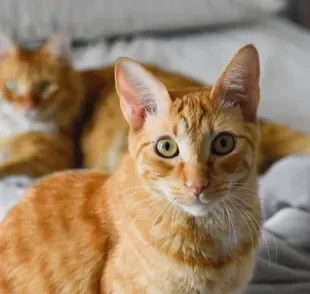 O gato laranja e branco gosta de ser o centro das atenções e não dispensa um carinho