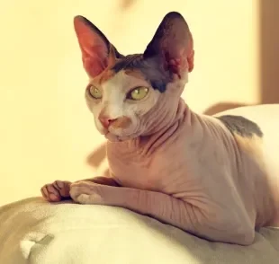 O gato sem pelo da raça Sphynx precisa de cuidados especiais com a pele e higiene