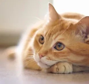 Gato vomitando com frequência e com outros sintomas associados é sinal de alerta para os tutores