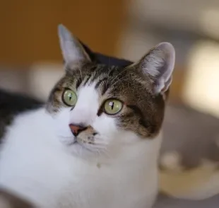 Tutores devem ter uma ideia da idade de gato para oferecer os cuidados mais adequados