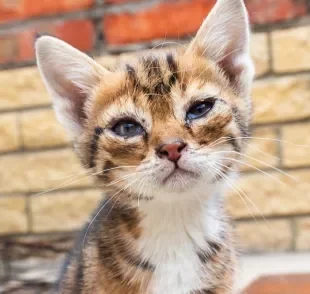 Gato filhote com olho remelando nem sempre é sinal de algum problema mais sério