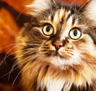 Olhos de gato brilhantes e expressivos indicam boa saúde e bem-estar felino