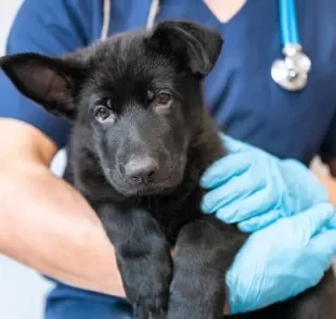 Parvovirose: entenda os perigos para o seu pet, como prevenir e o que fazer em caso de contaminação