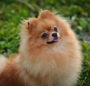 Quanto custa um cachorro Lulu? 6 coisas que você precisa saber antes de ter esse tipo de Spitz Alemão