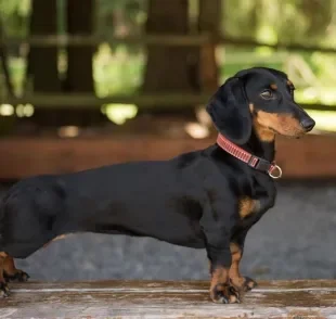 Existem vários tipos de cachorro Dachshund, que variam em cor, pelagem e tamanho