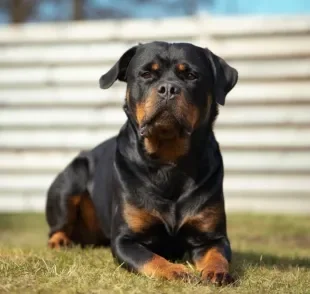Rottweiler "cabeça de touro": o que significa e quais as principais características desse tipo de cachorro?