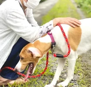 Cachorro vomitando amarelo nem sempre é sinal de algo grave, mas merece atenção