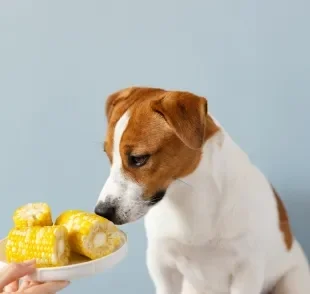 Milho pode ser oferecido aos cães, mas seguindo alguns cuidados importantes
