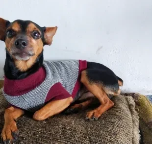 É possível fazer roupa para cachorro em casa usando camisetas, meias e blusas
