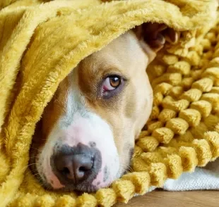 Um cachorro com frio costuma ficar encolhido, menos disposto e com orelhas e patas geladas