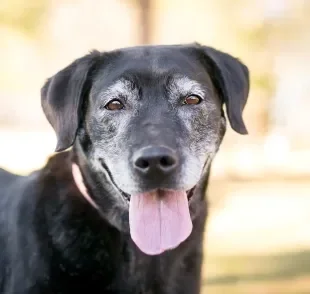 Cachorro idoso demanda cuidados especiais do tutor para viver bem nessa fase de vida