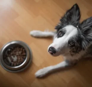Se seu cachorro não quer comer, pode ser hora de levá-lo ao veterinário para uma avaliação