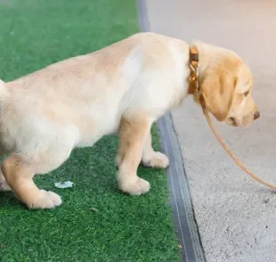 Cachorro urinando sangue pode estar sofrendo com cistite ou outros problemas urinários