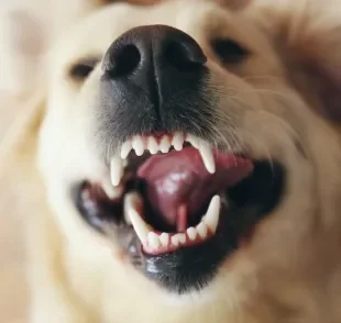Os dentes de cachorro devem começar a ser escovados ainda na fase de filhote