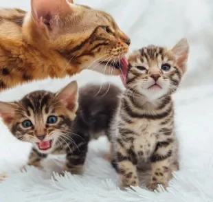 Filhote de gato só pode iniciar o desmame após 4 semanas de vida