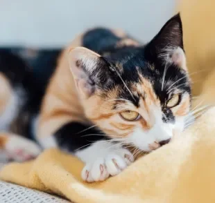 O gato amassando pãozinho tem relação com lembranças da infância e marcação de território