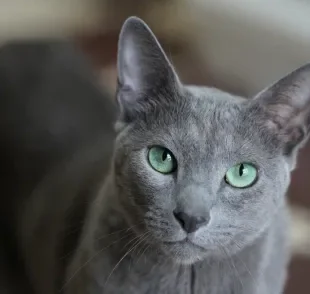 O gato Azul Russo é conhecido por sua pelagem cinza-azulada e olhos verdes