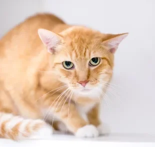 Tremores, pupilas dilatadas e respiração ofegante são sinais comuns de gato estressado