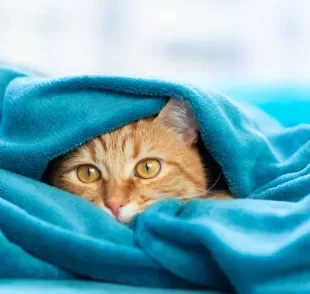 Assim como os humanos, gato sente frio e precisa de cuidados especiais no inverno