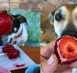 Receita de “morango do aumor” leva apenas ingredientes seguros para os pets (Créditos: Divulgação/Instagram)