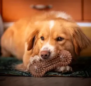 A escolha do mordedor para cachorro ideal depende do porte, idade e força da mordida