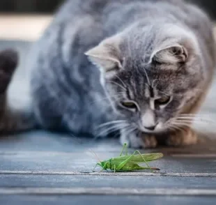 Nem todo inseto é inofensivo para os gatos e podem causar problemas aos felinos