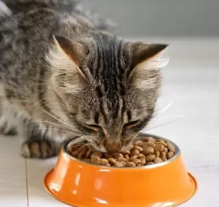 Ao escolher uma ração para gato, é preciso considerar as necessidades específicas do pet