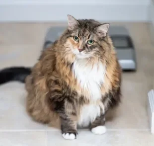 Um gato obeso pode ter vários problemas de saúde e menor expectativa de vida