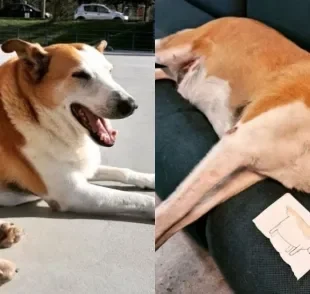 Silveira Podrão é um cãozinho comunitário da UFSM que foi diagnosticado com obesidade canina