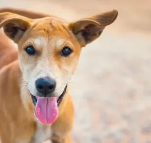 Sonhar com cachorro pode ter muitos significados e alguns revelam muito sobre suas emoções